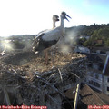 19_45-nest.jpg