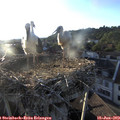 19_50-nest.jpg