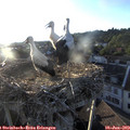 19_55-nest.jpg