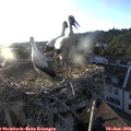 20_00-nest.jpg