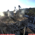 20_05-nest.jpg