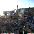 20_10-nest.jpg