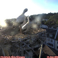 20_15-nest.jpg