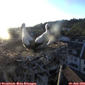 20_25-nest.jpg