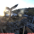 20_40-nest.jpg