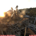 20_50-nest.jpg
