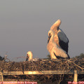 21_00-mast.jpg