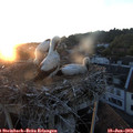 21_10-nest.jpg