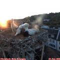21_15-nest.jpg