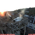 21_20-nest.jpg