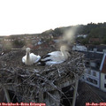 21_25-nest.jpg