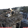 05_25-nest.jpg
