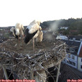 05_30-nest.jpg