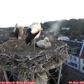 05_35-nest.jpg