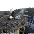 05_40-nest.jpg