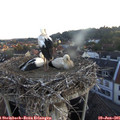 05_45-nest.jpg