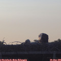 05_50-mast.jpg