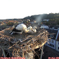 05_50-nest.jpg