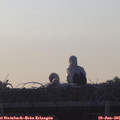 05_55-mast.jpg