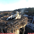 05_55-nest.jpg