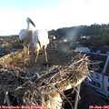 06_00-nest.jpg