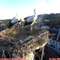 06_05-nest.jpg