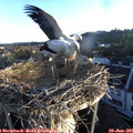 06_10-nest.jpg