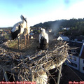 06_15-nest.jpg