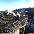 06_20-nest.jpg