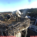 06_25-nest.jpg