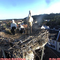 06_30-nest.jpg