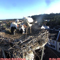 06_35-nest.jpg