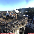 06_40-nest.jpg