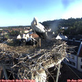 06_45-nest.jpg