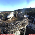 06_50-nest.jpg