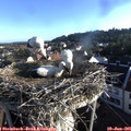 06_55-nest.jpg