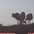 07_00-mast.jpg