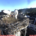 07_00-nest.jpg
