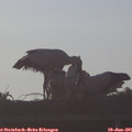 07_05-mast.jpg