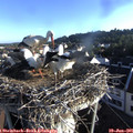 07_05-nest.jpg