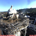 07_15-nest.jpg
