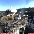 07_20-nest.jpg