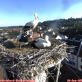 07_25-nest.jpg