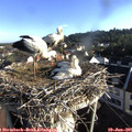 07_30-nest.jpg