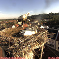 07_35-nest.jpg