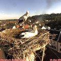 07_40-nest.jpg