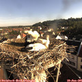 07_50-nest.jpg