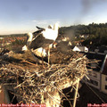 08_00-nest.jpg