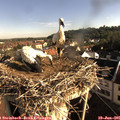08_05-nest.jpg