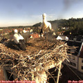 08_10-nest.jpg
